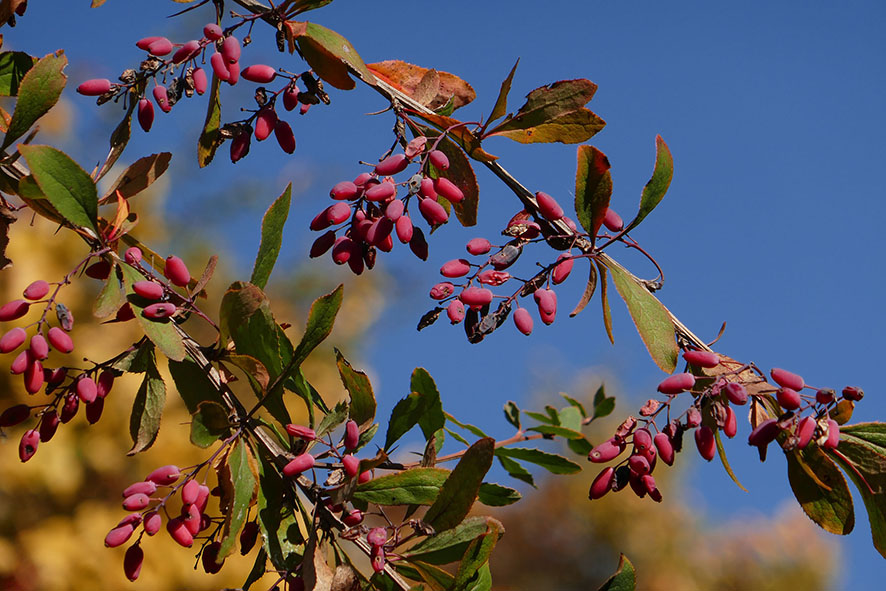 Rekorde der heimischen Natur Die Berberitze Superfood und super Pflanze Naturschutzbund