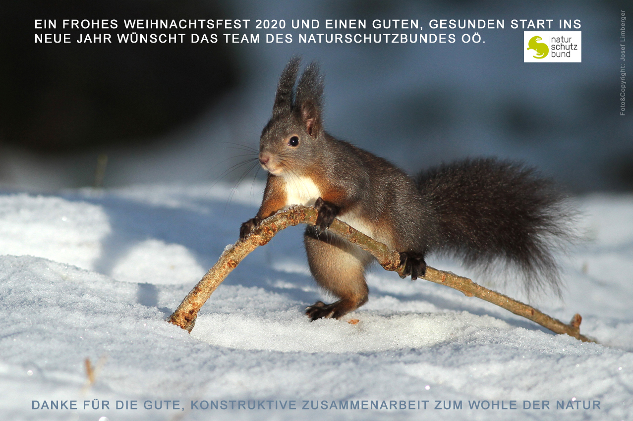 Frohe Weihnachten Und Einen Guten Rutsch Ins Jahr 21 Naturschutzbund Oberosterreich