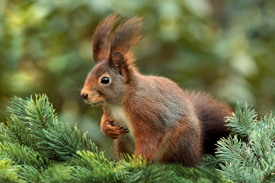 Ist Ein Eichhörnchen Ein Säugetier naturschutzbund-ooe.at