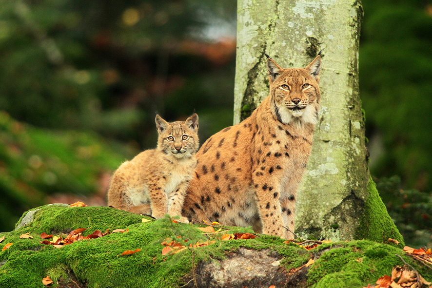 Der Europäische Luchs (Lynx lynx) und sein Leben zu Jahresbeginn ...